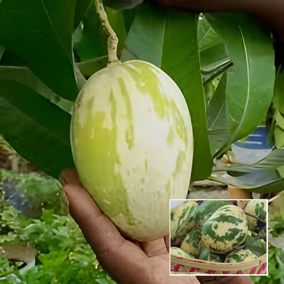 Variegated Mango Aam Grafted Fruit Live Plant