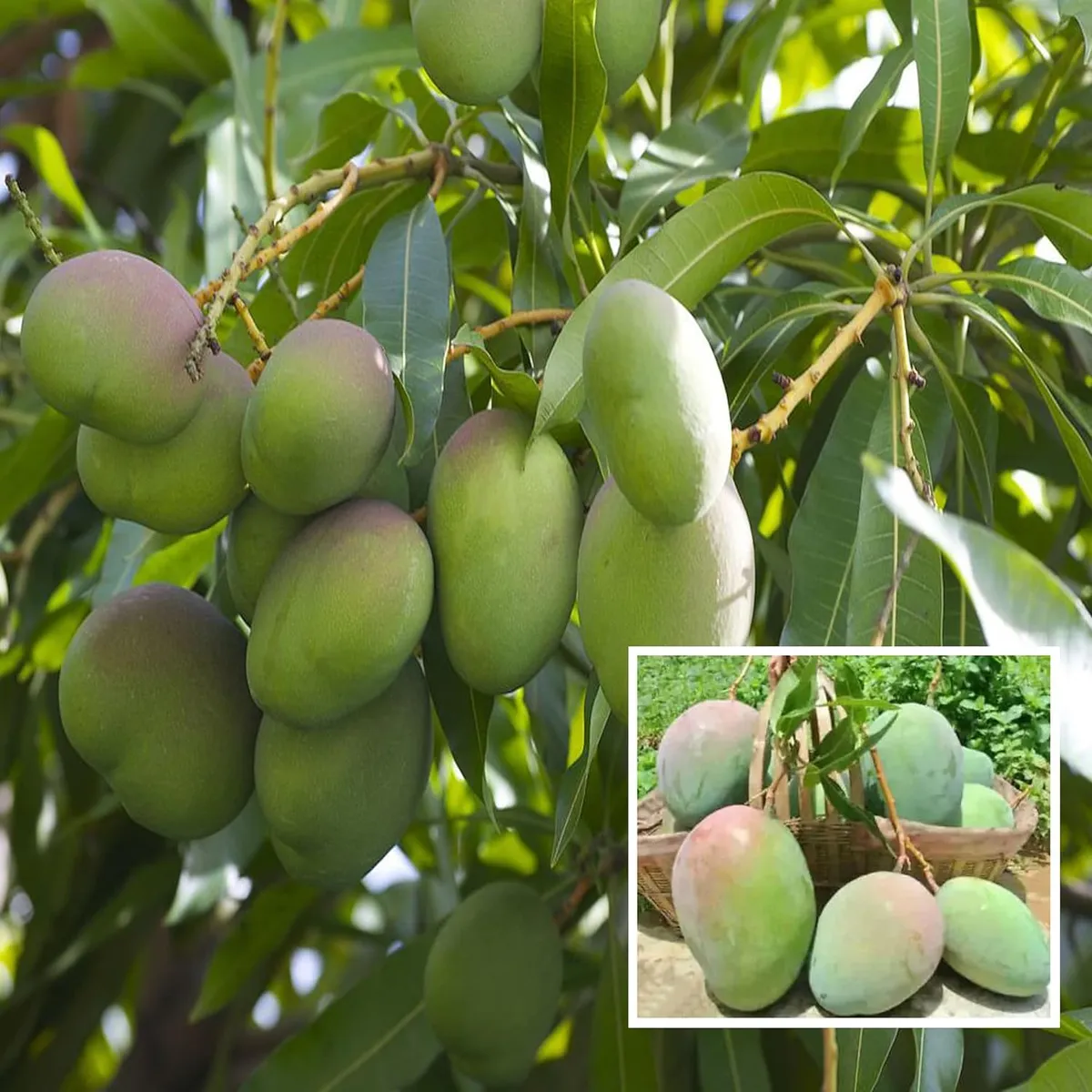 Nelam Mango Aam Grafted Fruit Live Plant