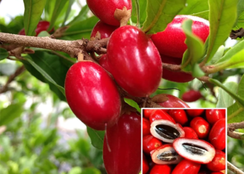 Miracle Fruit Live Plant