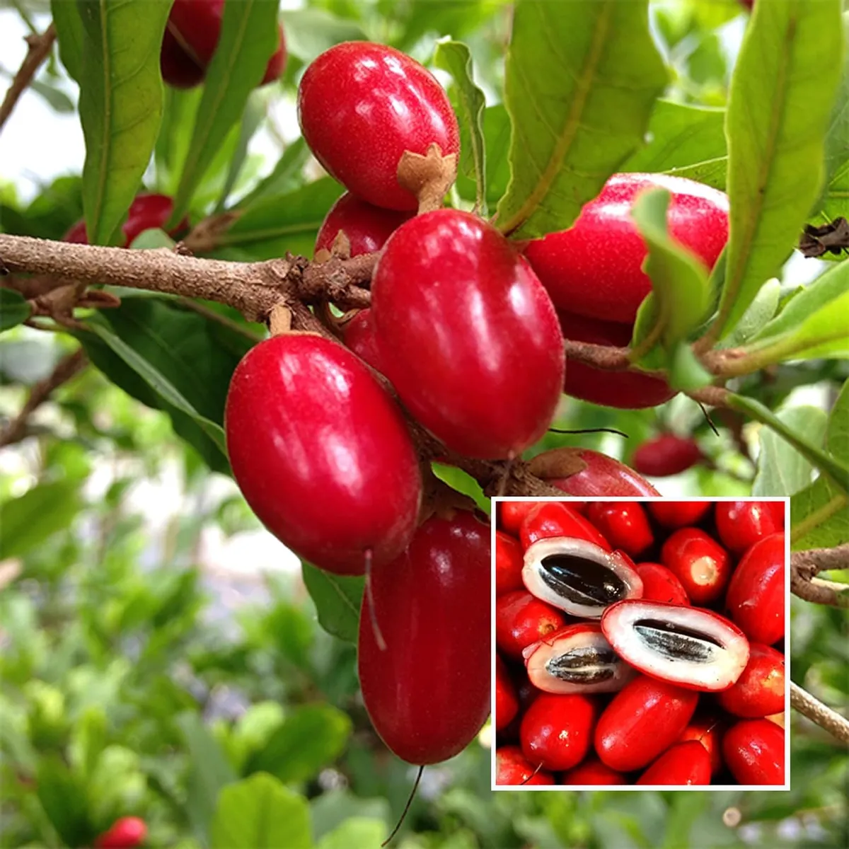 Miracle fruit plant with red berries growing in pot