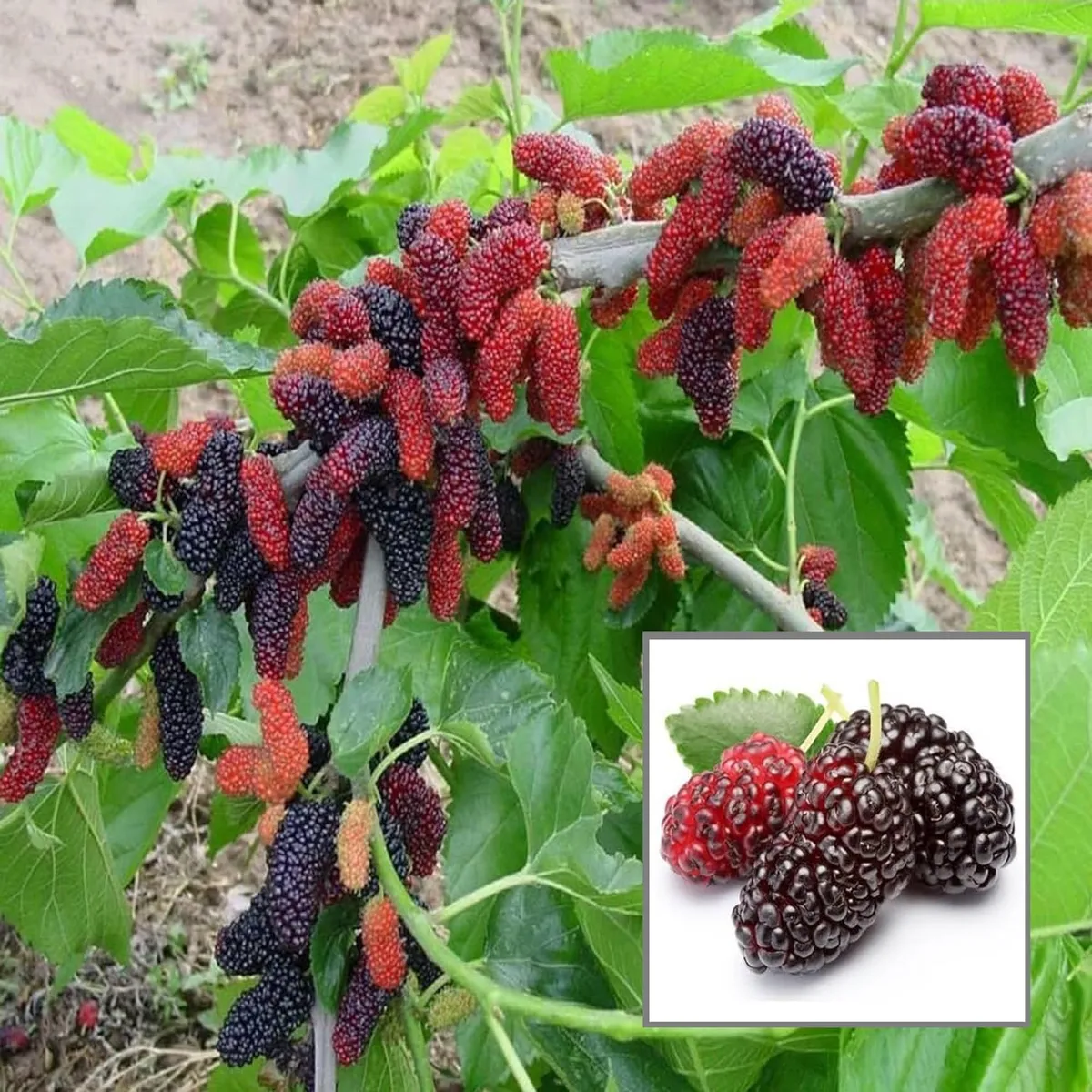 Shahtoot, Mulberry, Tuti Organic Fruit Plant