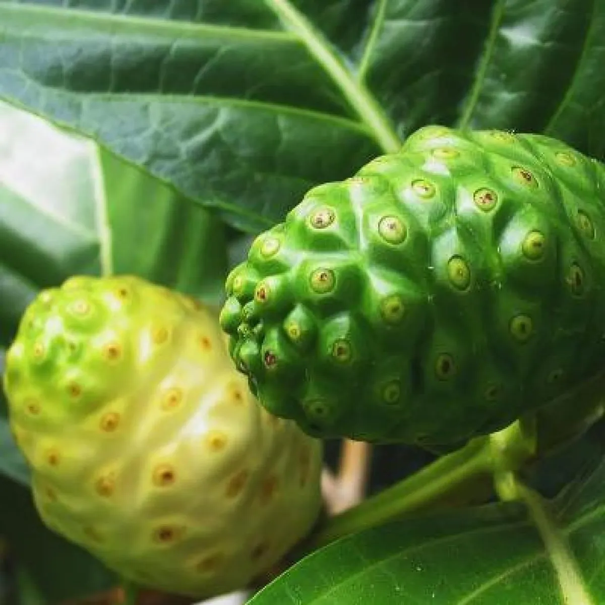 Noni Cheese Fruit Live Plant (1-2 Feet Height) - Image 2