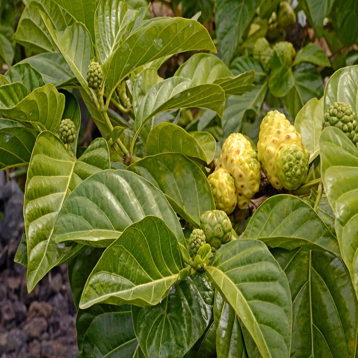 Noni Cheese Fruit Live Plant (1-2 Feet Height) - Image 3