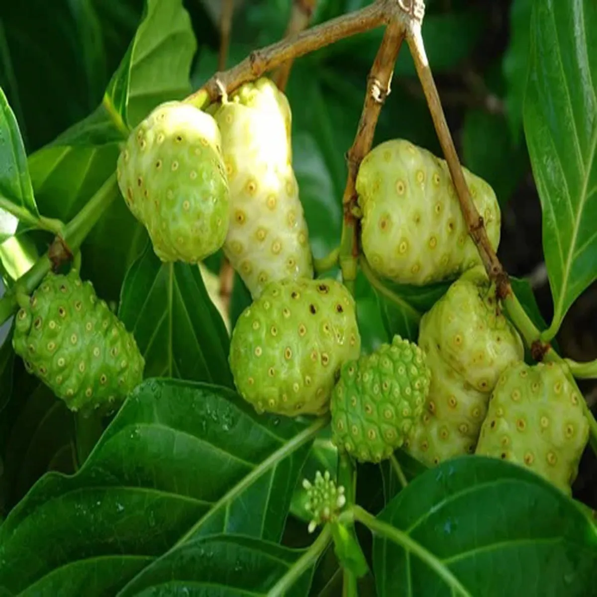 Noni Cheese Fruit Live Plant (1-2 Feet Height) - Image 4