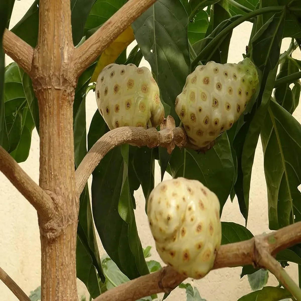 Noni Cheese Fruit Live Plant (1-2 Feet Height) - Image 5