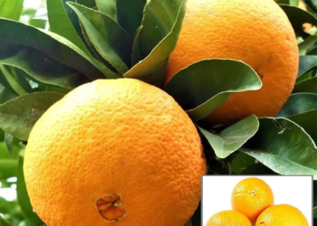 Washington Navel Orange Santra Grafted Fruit Live Plant