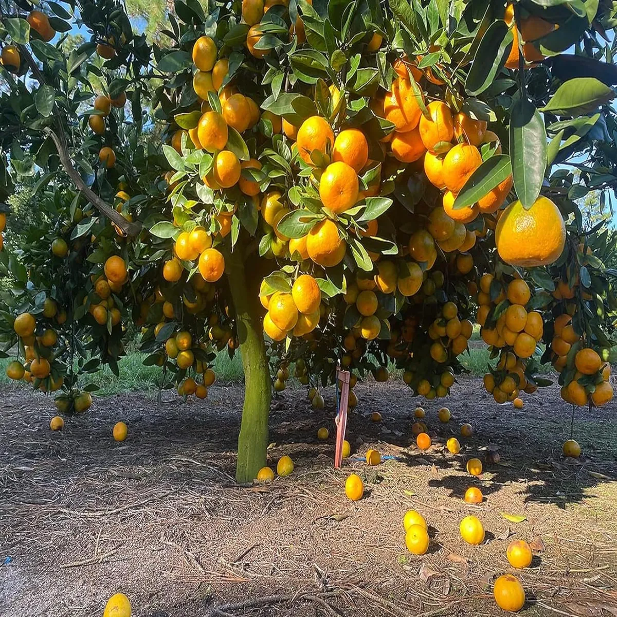Nagpur Mandarin All Time Orange Santra Grafted Fruit Live Plant (1.5-2 Feet Height) - Image 4