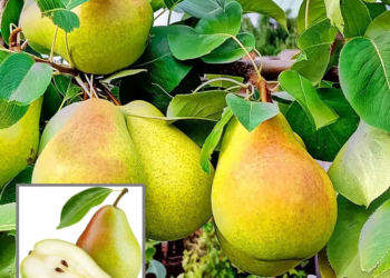 Pear Pyrus Communis Nashpati Layering/Grafted Fruit Live Plant
