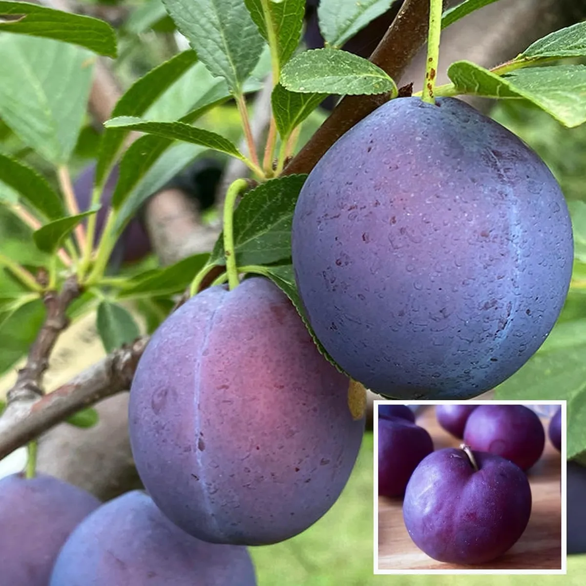 Satluj Purple Plum Aloo Bukhara Fruit Plant