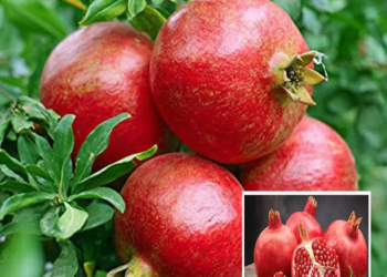Super Bhagwa Pomegranate Anar Layering/Grafted Fruit Live Plant