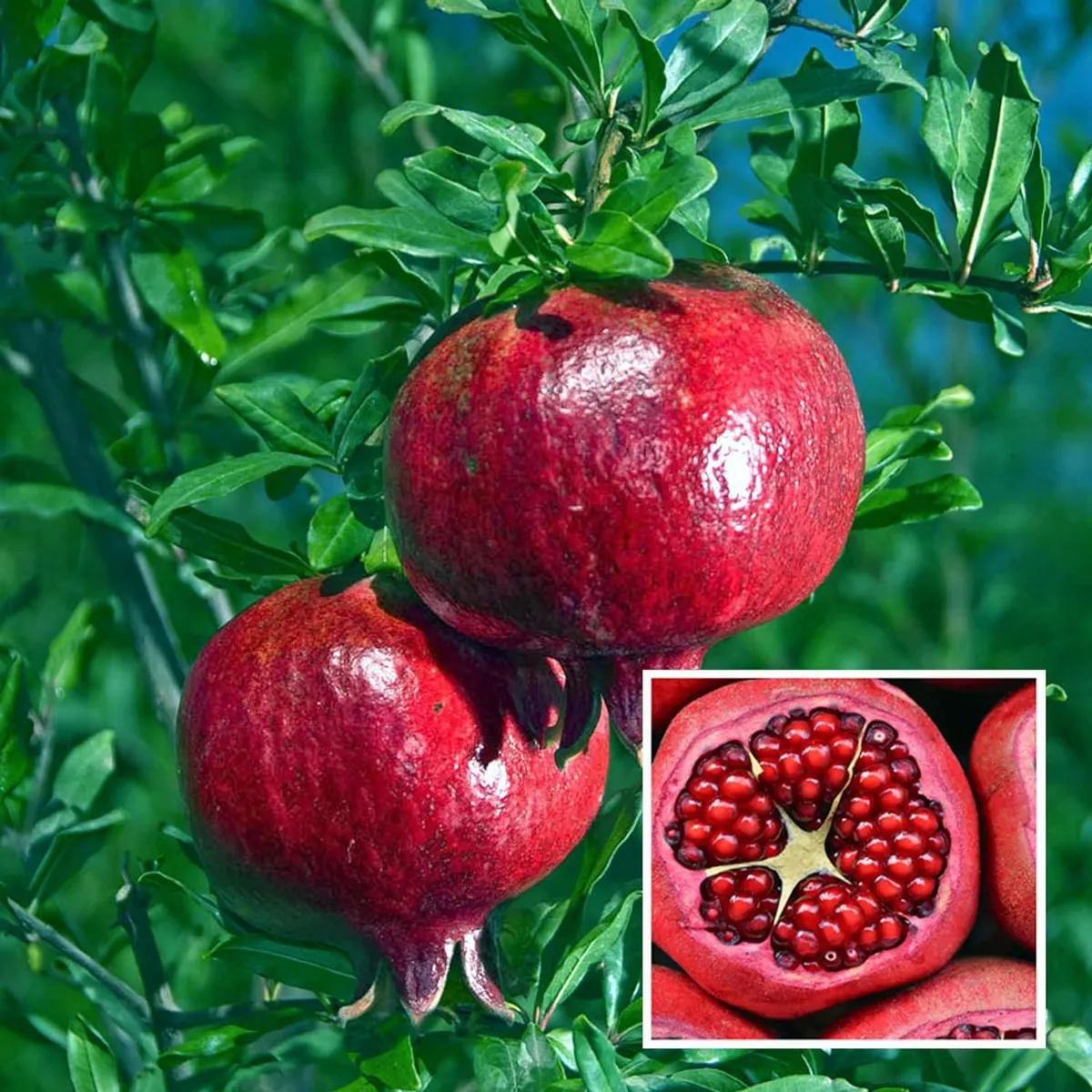 Granada Pomegranate Anar Layering/Grafted Fruit Live Plant