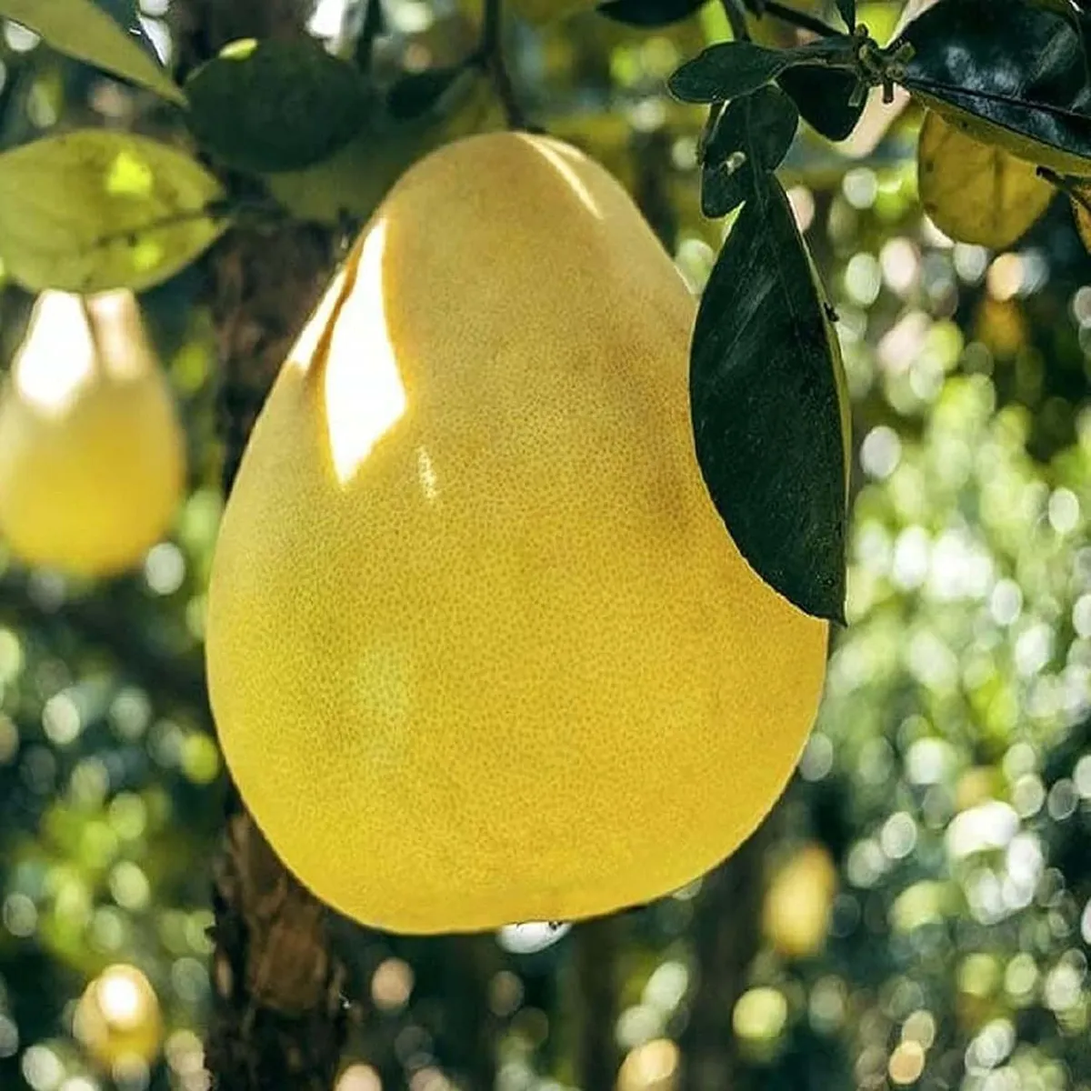 Assembly Pomelo Grapefruit Jambura Caint Chakotra Batabi Lebu Kambili Naranga Layering/Grafted Fruit Live Plant (1.5-3 Feet Height) - Image 2