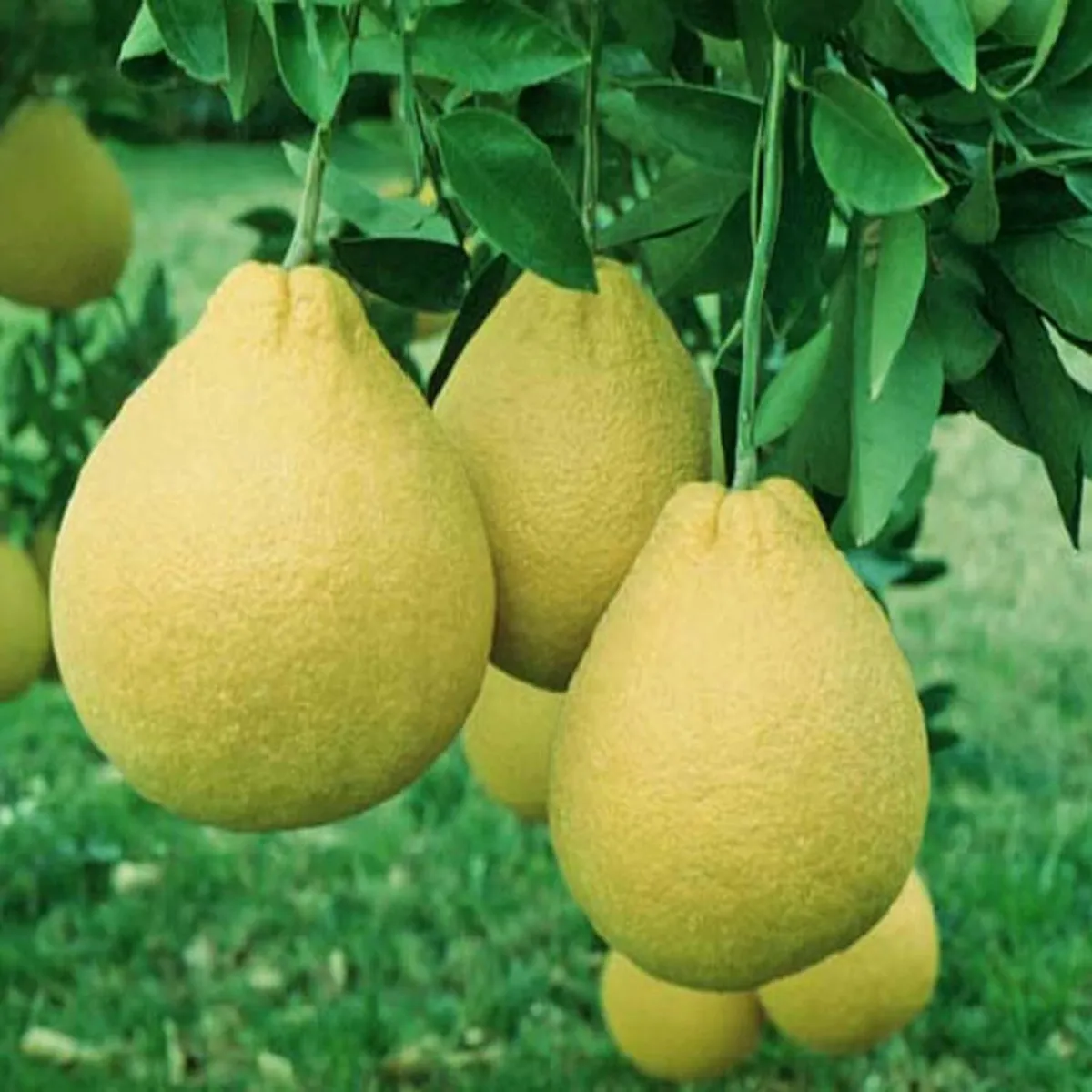 Assembly Pomelo Grapefruit Jambura Caint Chakotra Batabi Lebu Kambili Naranga Layering/Grafted Fruit Live Plant (1.5-3 Feet Height) - Image 3