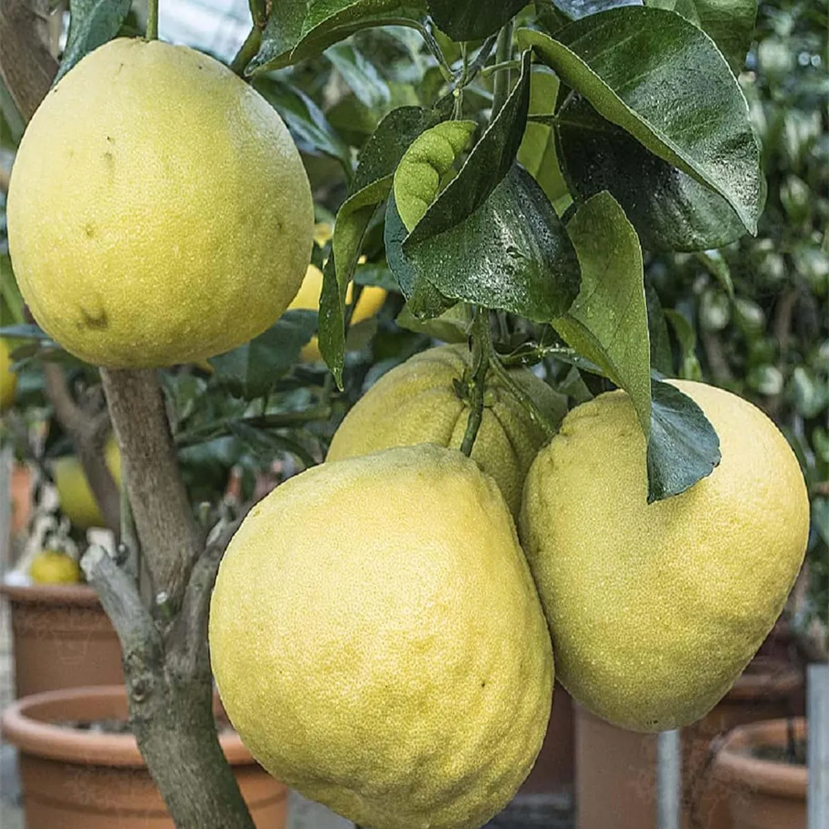 Assembly Pomelo Grapefruit Jambura Caint Chakotra Batabi Lebu Kambili Naranga Layering/Grafted Fruit Live Plant (1.5-3 Feet Height) - Image 4