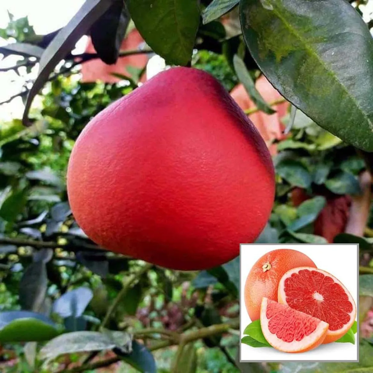 Red Pomelo Grapefruit Jambura Gaint Chakotra Batabi Lebu Kambili Naranga Grafted Fruit Live Plant (1.5-3 Feet Height)