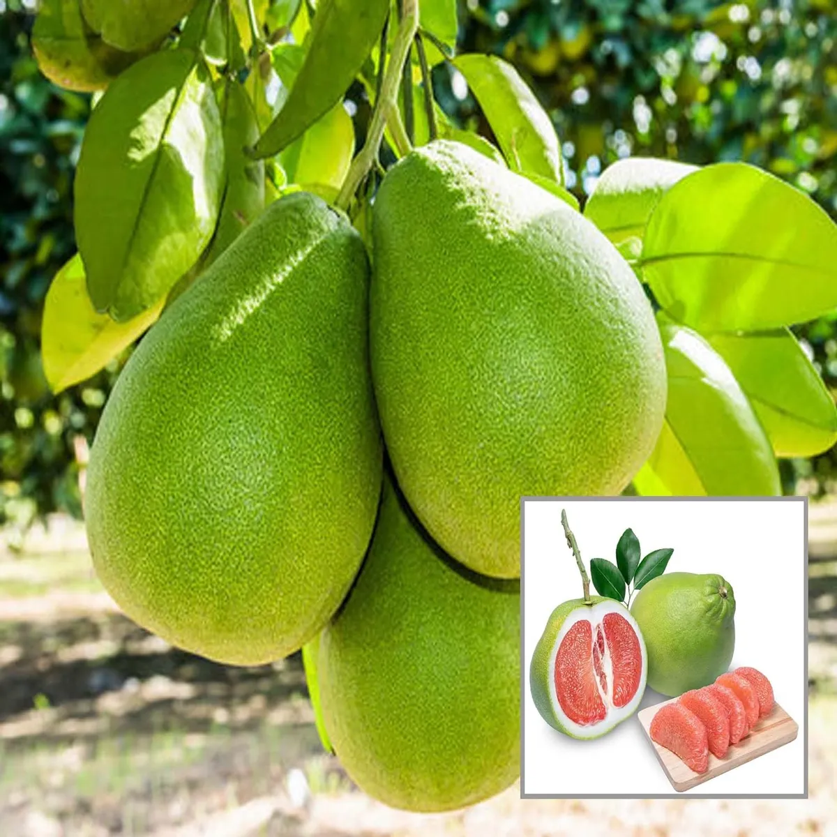 Seedless Pomelo Grapefruit Jambura Caint Chakotra Batabi Lebu Kambili Naranga Layering/Grafted Fruit Live Plant (1.5-3 Feet Height)