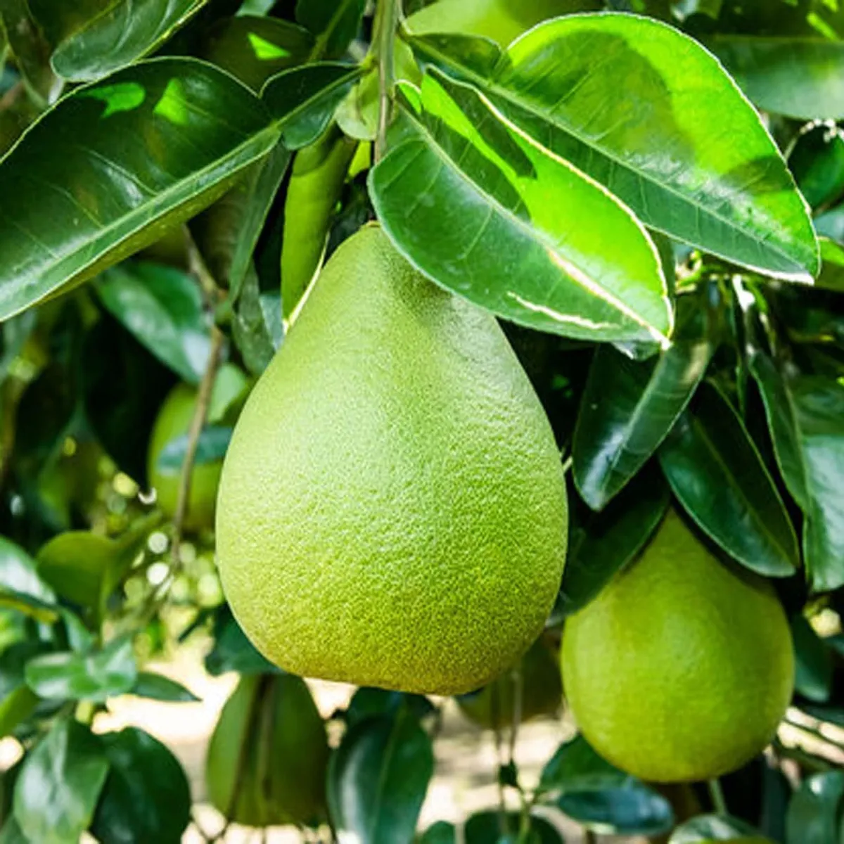 Seedless Pomelo Grapefruit Jambura Caint Chakotra Batabi Lebu Kambili Naranga Layering/Grafted Fruit Live Plant (1.5-3 Feet Height) - Image 2