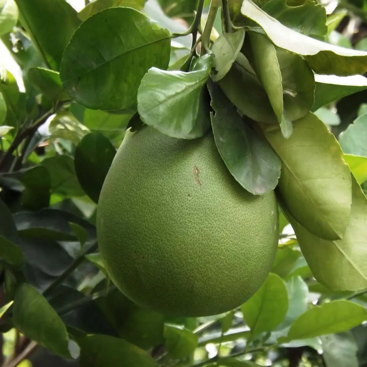 Seedless Pomelo Grapefruit Jambura Caint Chakotra Batabi Lebu Kambili Naranga Layering/Grafted Fruit Live Plant (1.5-3 Feet Height) - Image 3