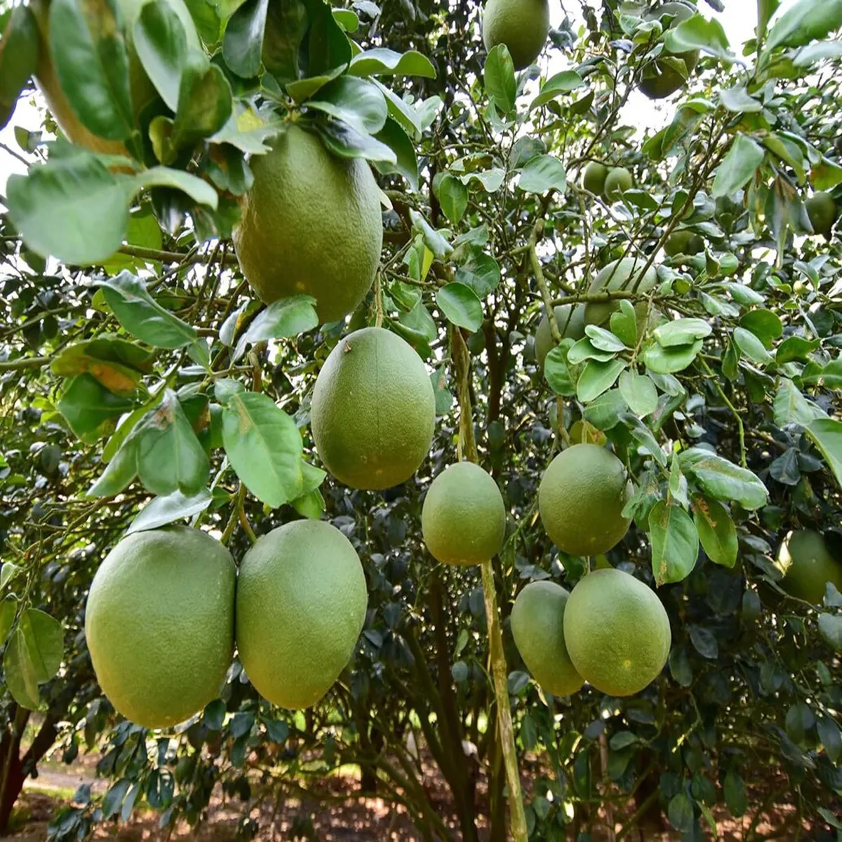 Seedless Pomelo Grapefruit Jambura Caint Chakotra Batabi Lebu Kambili Naranga Layering/Grafted Fruit Live Plant (1.5-3 Feet Height) - Image 4