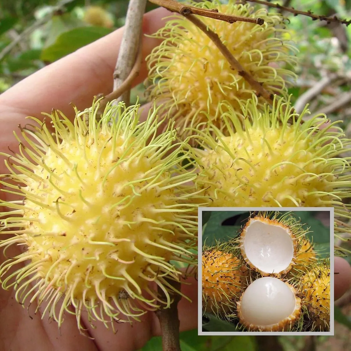 E35 Rambutan Grafted Fruit Live Plant