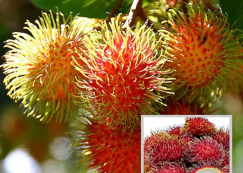 Schoolboy Rambutan Grafted Fruit Live Plant