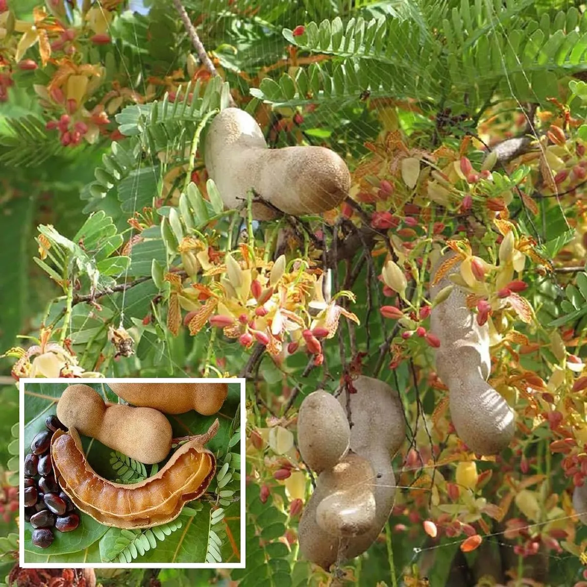 Sour Vantoor Tamarind Imli Grafted Fruit Live Plant (1.5-3 Feet Height)