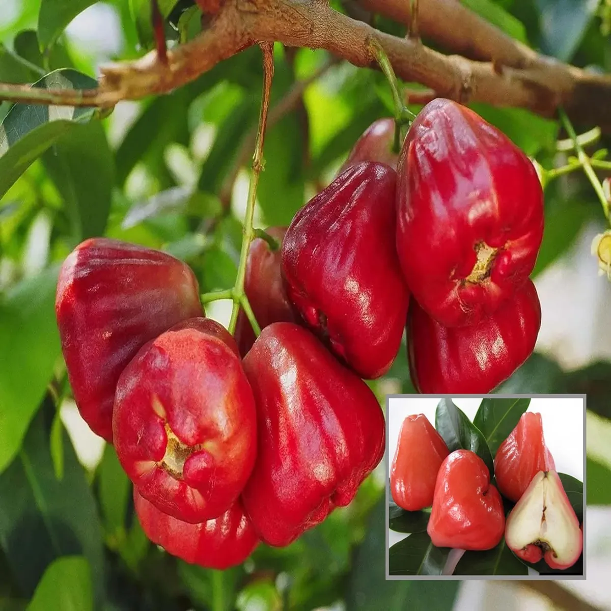 Red Wax Apple Water Fruit Live Plant