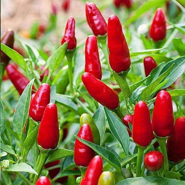 Hot Pepper Red Sampurna - Vegetable Seeds
