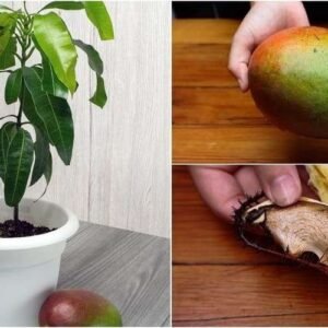 Mango Tree (Grown Through Seeds) - Organic Fruit Plant