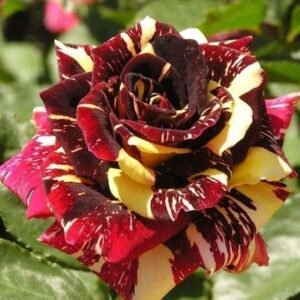 Abracadabra Rose Plant grafted