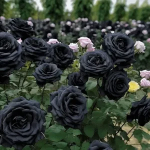 Rare Black Rose Plant I Hybrid Crafting Plant