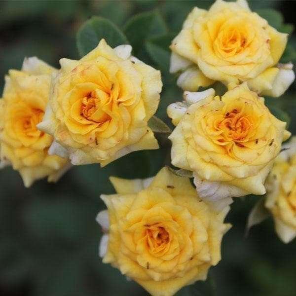Miniature Rose, Button Rose (Yellow) - Fresh Organic Flower Plant