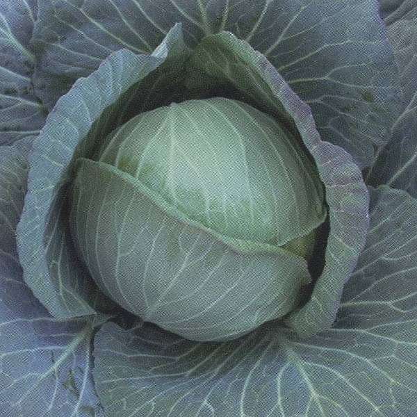 Cabbage Green Ball - Desi Vegetable Seeds