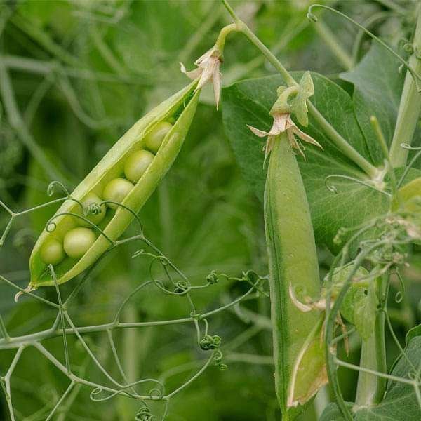 Peas Arkel - Desi Vegetable Seeds