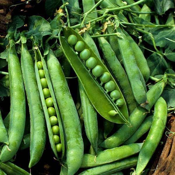 Peas Azad P1 - Desi Vegetable Seeds