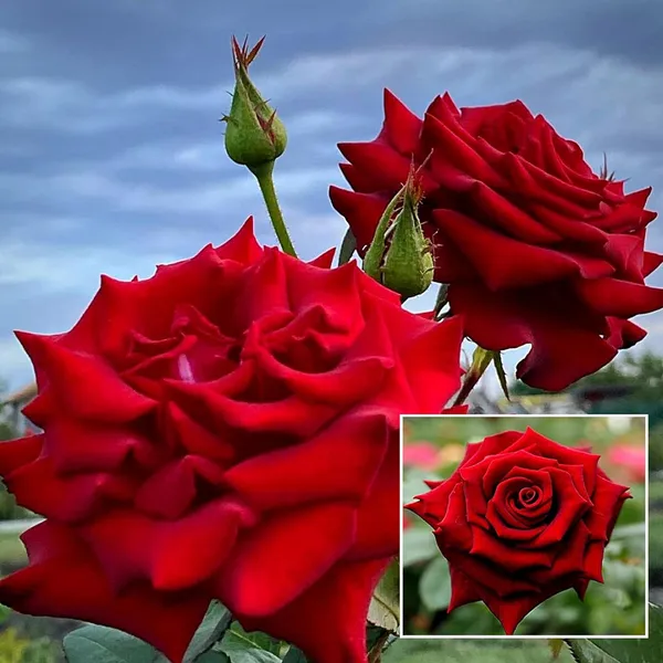 RED KING OF Rose Fragrant Flower Live Plant