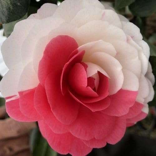 Camellia flower plant