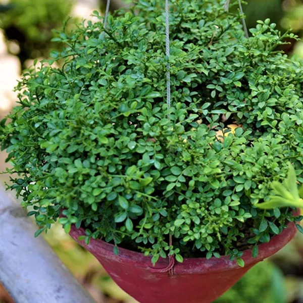 Table Kamini Satin Wood Kunti Shrubs Flower Live Plant