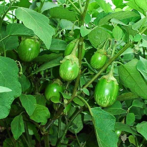 Brinjal F1 Him Mani - 412 - Vegetable Seeds