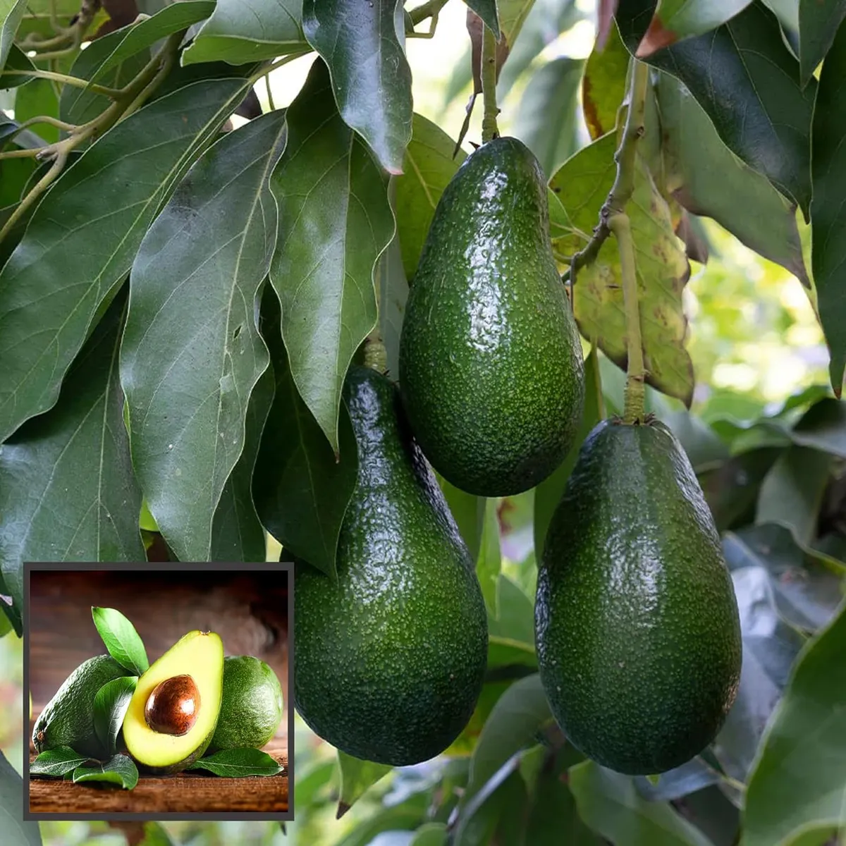 Hass Avocado Butter Fruit Grafted Live Plant