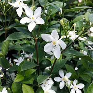 Srilankan Jasmine Flower Plant