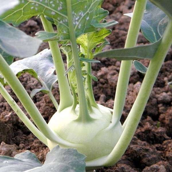 Knol Khol White - Desi Vegetable Seeds