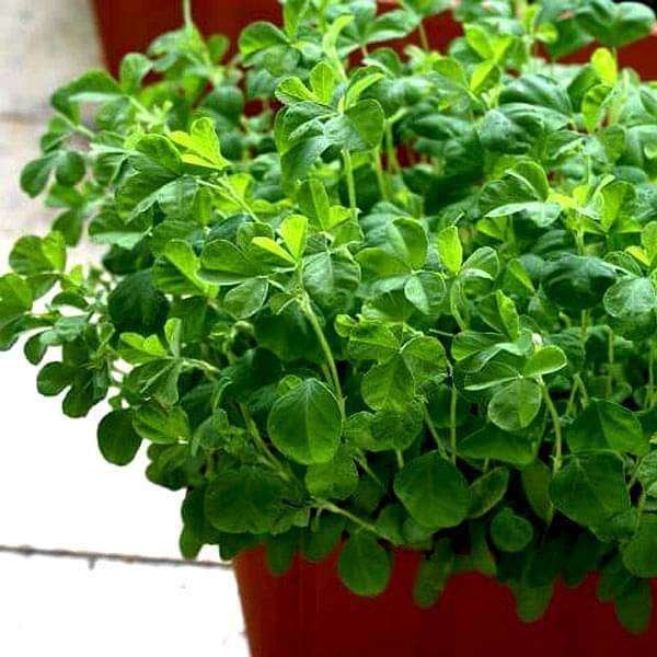 Methi Kasturi, Fenugreek - Vegetable Seeds