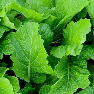 Mustard Florida Broadleaf - Vegetable Seeds