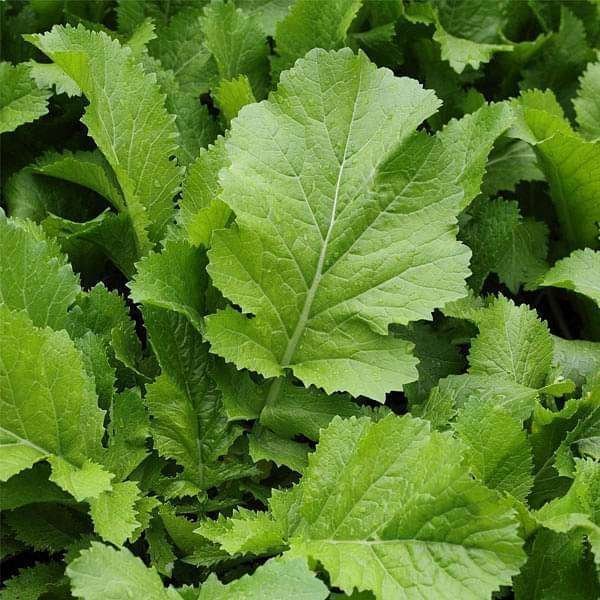 Mustard, Sarso Saag Leaves - Vegetable Seeds