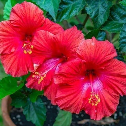 Pune Joba / Hibiscus, Gudhal Flower (Red) - Fresh Organic Flower Plant