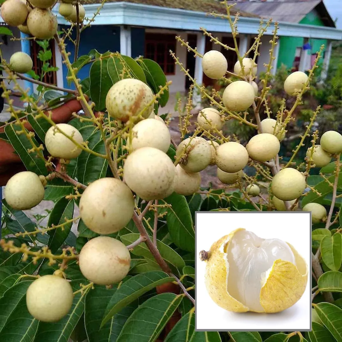 Snow White Dragon Eye Longan Grafted Fruit Live Plant