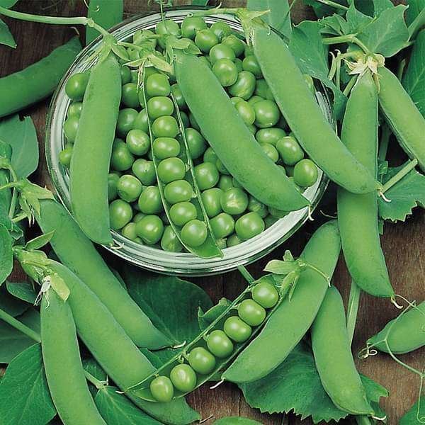 Peas-PV-10-Desi-Vegetable-Seeds