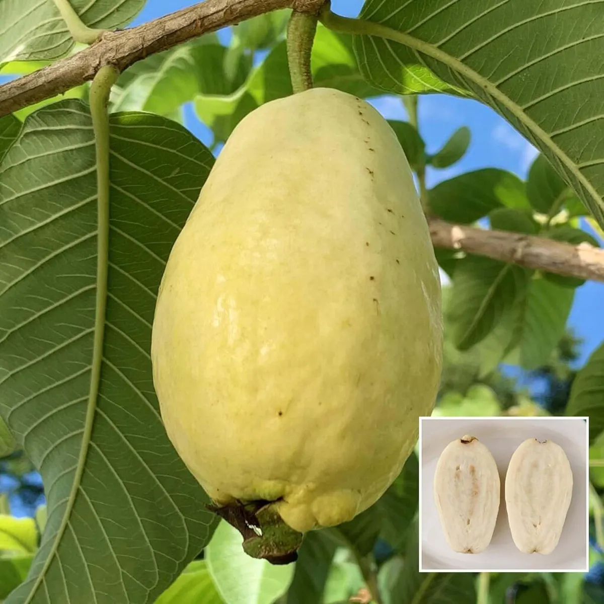 Mexican Cream Guava Amrood Layering/Grafted Fruit Live Plant