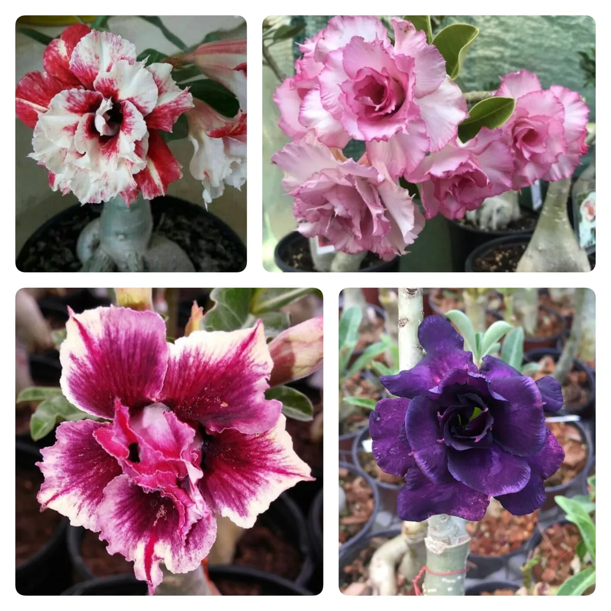 Rare Adenium Desert Rose Plant Combo Pack Of 4